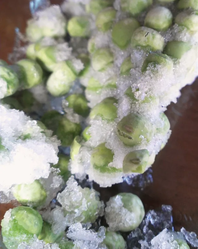 Freezer-burned peas from a freezer that runs warm